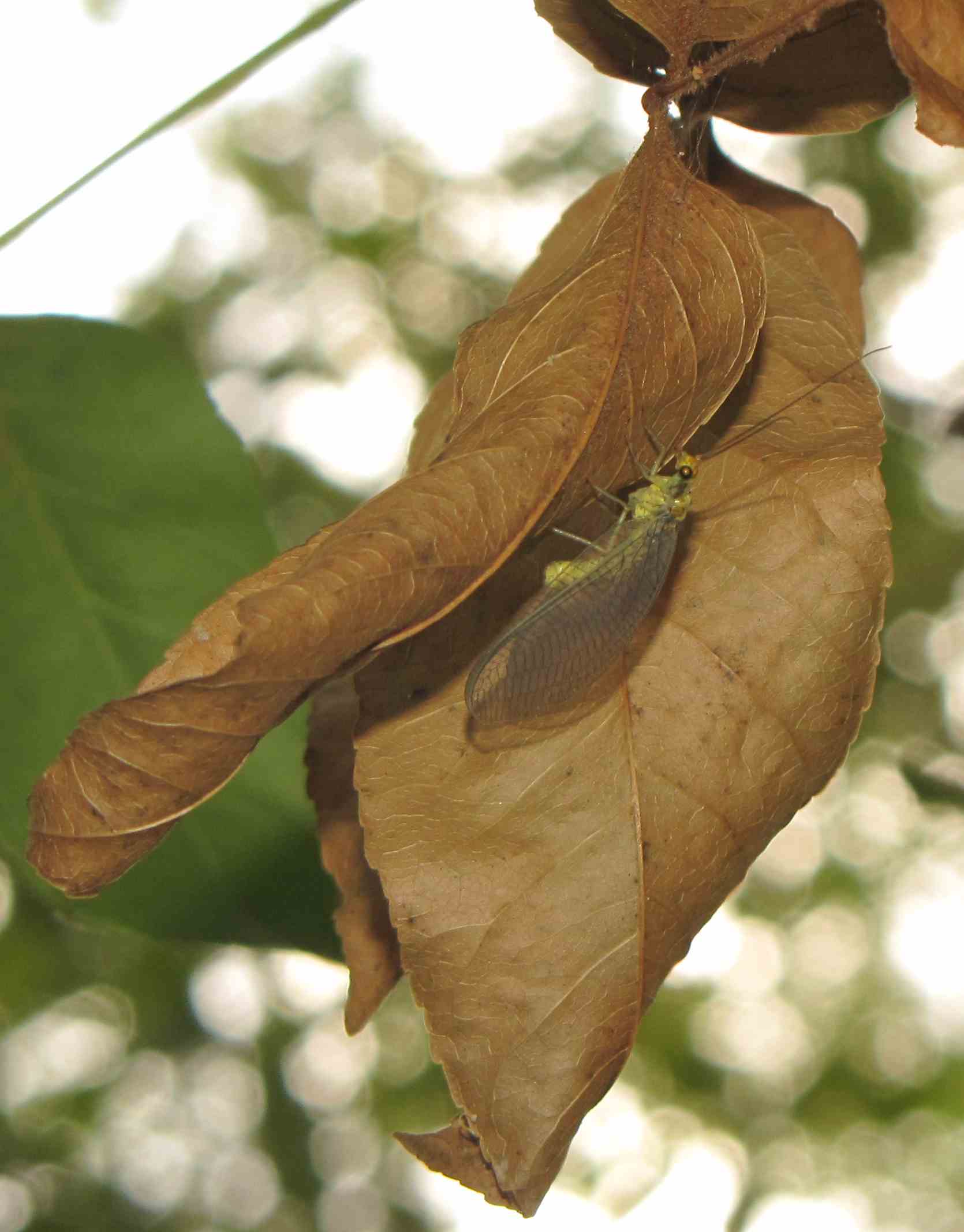 Chrysopidae  (Neuroptera) e Gasteruptionidae (Hymenoptera)